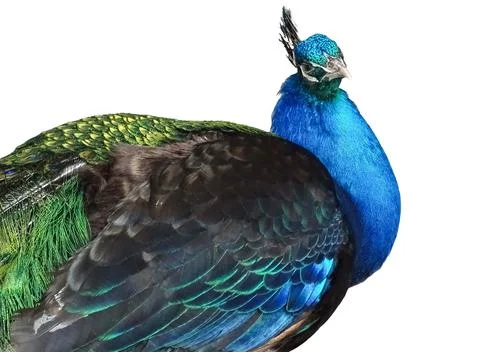 Peacock isolated on white background. Colored peacock Fotos Stock