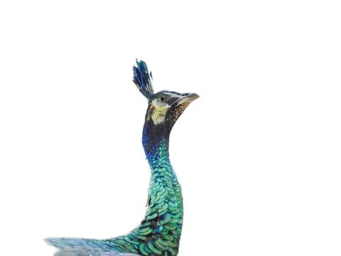 Peacock isolated on white background Fotos Stock