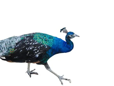 Peacock isolated on white background Fotos Stock