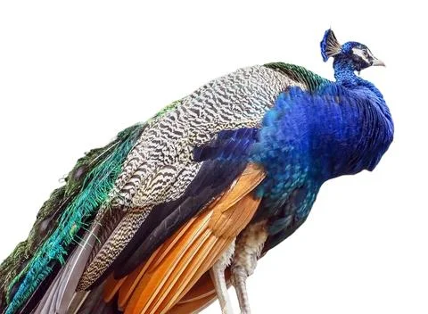 Peacock isolated on white background 写真素材
