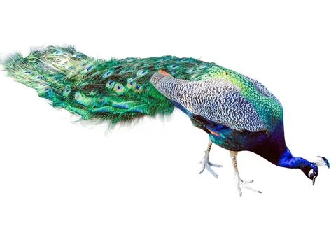Peacock isolated on white background Foto stock