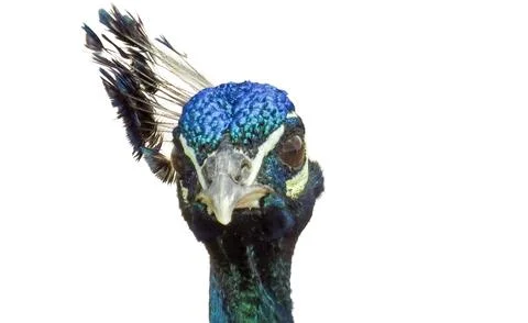 Peacock isolated on a white background Photos