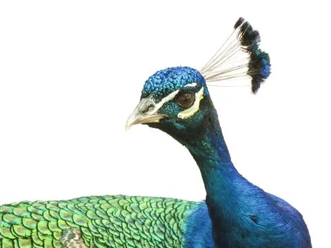 Peacock isolated on a white background Fotos de archivo