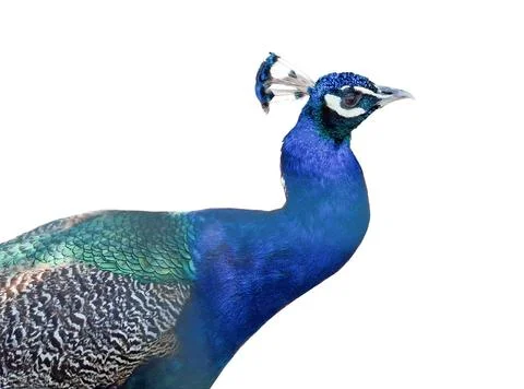 Peacock isolated on white background Stock Photos