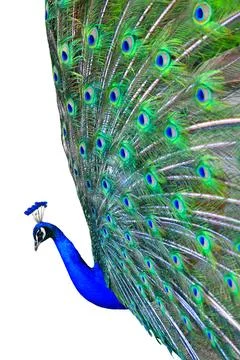 Peacock is isolated on a white background Stock Photos