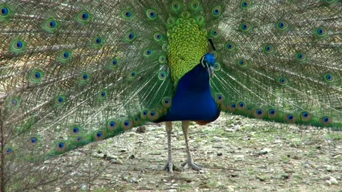 Peacock with its colorful wings open Stock Footage 168603322