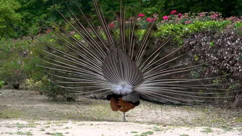 Peacock with its tail extended doing a courtship dance of vivid colors. Stock Footage 157118002