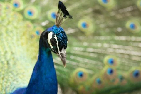 Peacock with its tail opened with colourful feathers Stock Photos