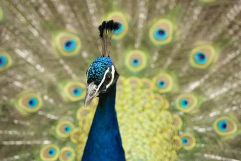 Peacock with its tail opened with colourful feathers Stock Photos