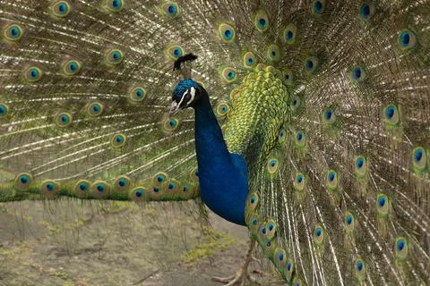 Peacock with its tail opened with colourful feathers Stock Photos
