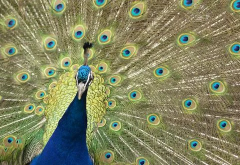 Peacock with its tail opened with colourful feathers Stock Photos