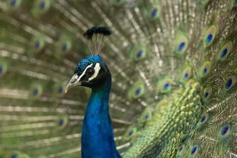 Peacock with its tail opened with colourful feathers Stock Photos