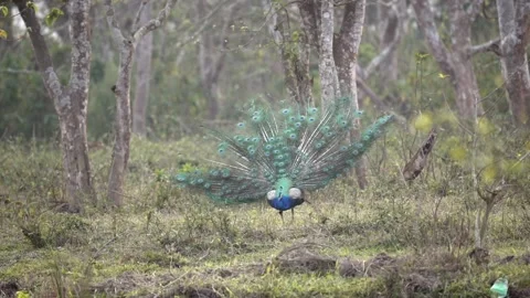 A peacock with its tail spread in the jungle of the Chitwan National Park Vidéo 211661173