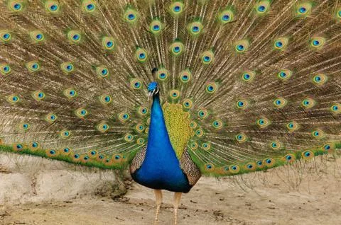 Peacock with its train. Stock Photos