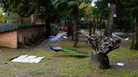 Peacock jumped from a tree in the park Stock Footage 151466515