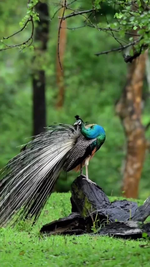 Peacock in the jungle Stockbeeldmateriaal 330356352