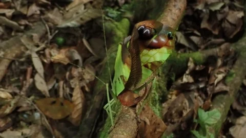 Peacock katydid flashes wings Amazon Rainforest defense mimicry Stock Footage 265632527