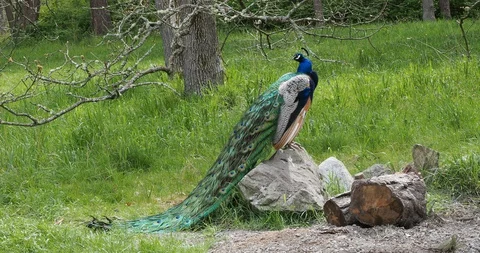 Peacock l sits on the rock Stock Footage 128969882