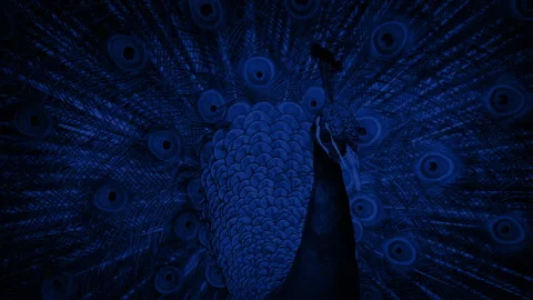 Peacock With Large Plumage At Night Stock Footage 318673455