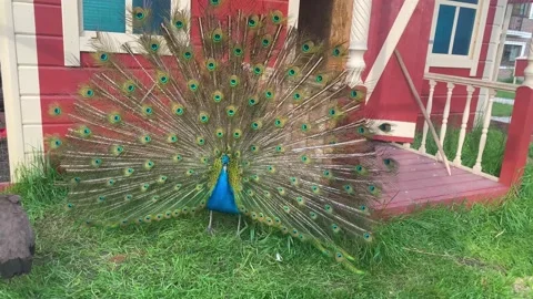 Peacock with large tail shaking like fan Stock Footage 197331252