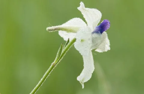 Peacock Larkspur Foto stock