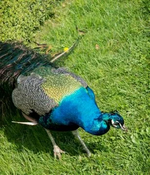 Peacock on the lawn Stock Photos