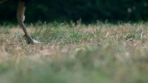 Peacock legs Vídeos de archivo 147982754