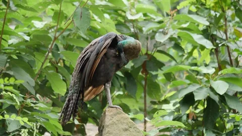 Peacock life in the wild Stock Footage 160552360
