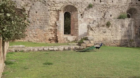 Peacock in Lokrum Island Monastery Complex grounds, Dubrovnik, Croatia Stock Footage 294839325