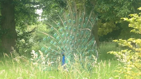 Peacock in long grass Video stock 106578135