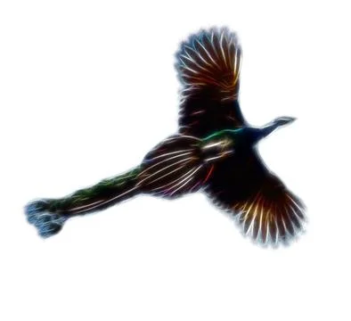 The peacock with the long tail in flight Stock Photos