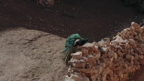 Peacock With Long Tail Perched on Dry Stone Wall in Rural Morocco Stock Footage 340441659