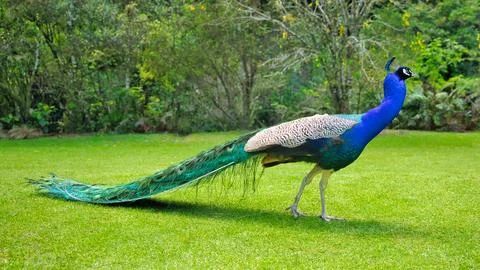 Peacock Long Train Tail Stock Photos