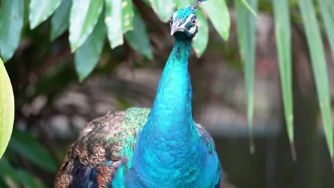 Peacock Looking Around Gracefully in Natural Environment 4K Vídeo Stock 335630174