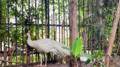 Peacock Looking Around Gracefully in Natural Environment 4K Stock Footage 336523166