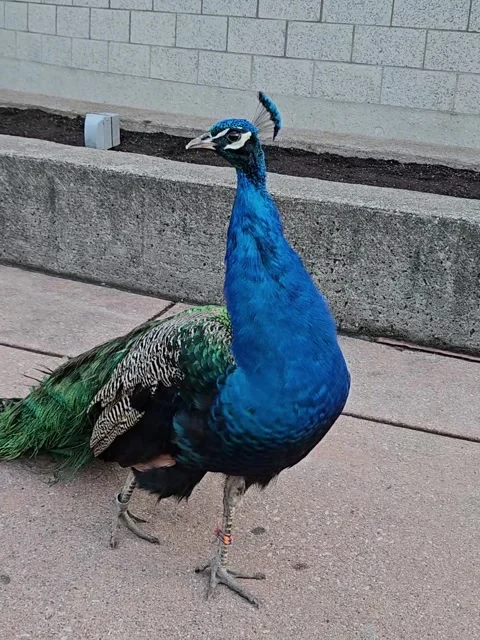 Peacock Looking Around Mid-Walk Stock Footage 321610987