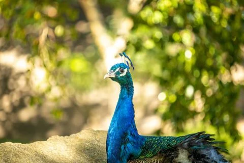 Peacock looking at the camera with a brown forked tree background. Stock Photos
