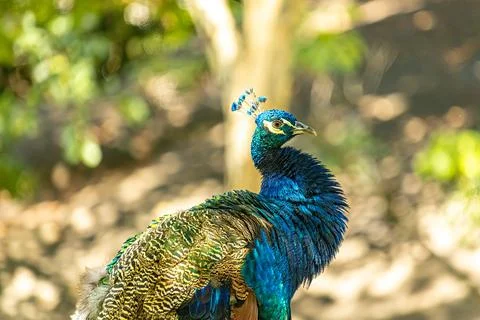 Peacock looking at the camera with a brown forked tree background. Stock Photos
