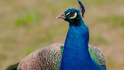 Peacock looking into camera in the park Stock Footage 104486971