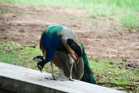 Peacock Looking for Grub Stock Photos