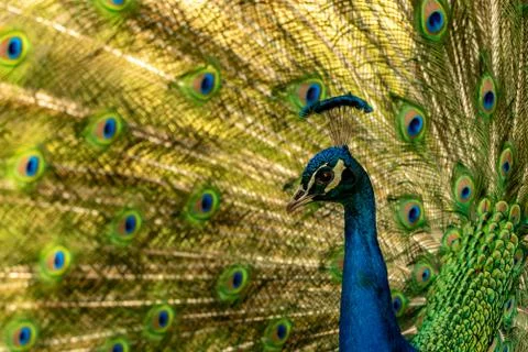 A peacock looking to the left-hand side Stock Photos