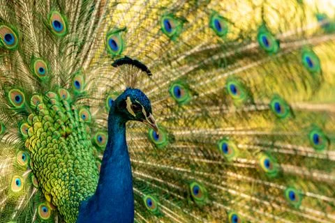 A peacock looking to the right-hand side Stock Photos