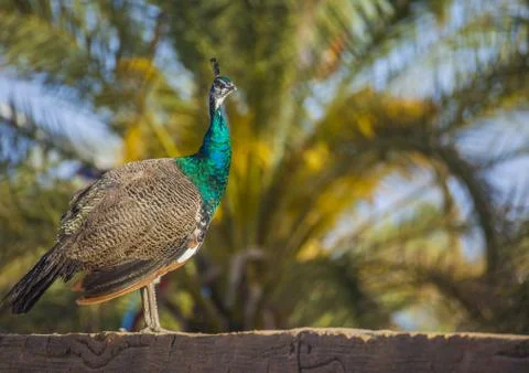 Peacock looking right side Stock Photos