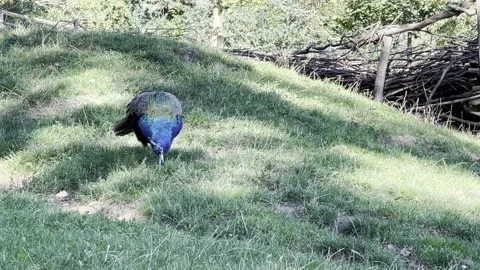 Peacock looking for something interesting. 4K background video clip. Stock Footage 203890654