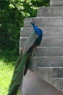 A peacock looks around Stock Photos