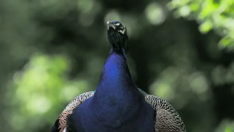 Peacock looks in different directions on a against a blurred background Stock Footage 329054315