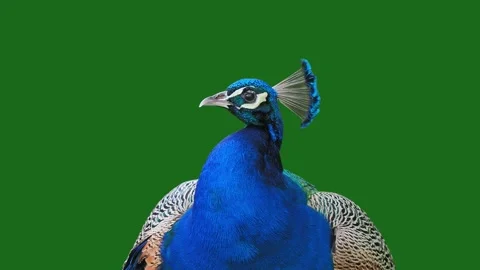 Peacock looks in different directions on a green screen Stock Footage 329054270