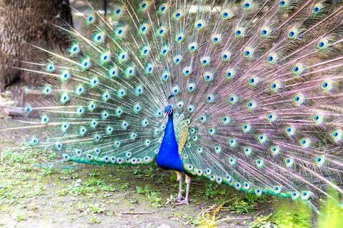 Peacock with a loose multi-colored tail. Wild animals at the national zoo. Stock Photos