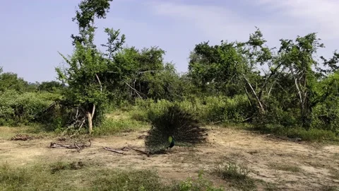 Peacock with a loose tail in the wild Stock Footage 218002497