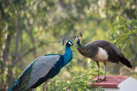 Peacock  love 库存照片